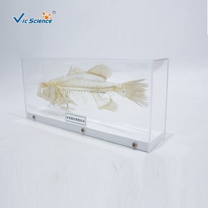 Spécimen de squelette de perche, véritable spécimen anatomique d'os, squelette de poisson d'eau douce, équipement expérimental pour les élèves du primaire et du secondaire - Product Image 3