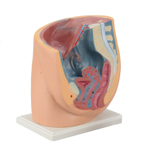 Weibliches Fortpflanzungssystem Menschliches Becken mit Genitalien 2-teiliges Lehrmodell des Weiblichen Beckens Anatomisches Modell - Product Image 3