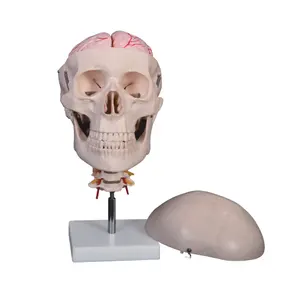 Skull ban nhạc 8 phần não và đốt sống cổ tử cung mô hình, Con Người skull với đốt sống cổ tử cung mô hình