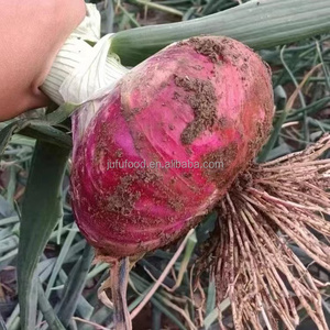 Tươi 15Kg Vàng Hành Tây Bóc Vỏ Hữu Cơ 9Cm + Kích Thước Trung Quốc Xuất Xứ Giá Rẻ Giá Đỏ Hành Tây Xuất Khẩu Trồng Trồng Hữu Cơ Loại - Product Image 4