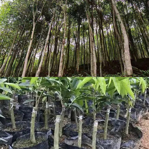 Blocs d'encens d'agarwood à haute teneur en huile, copeaux d'agarwood naturels purs et aromatiques pour diffuseur de parfum - Product Image 6