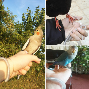 Holesale-<span class=keywords><strong>tobillera</strong></span> de loro para mascotas, Anillo de pie con correa elástica, 3M 6M - Product Image 6