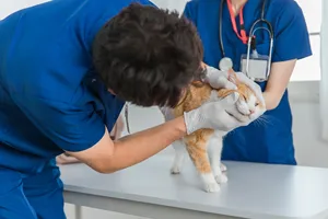 Toptan güvenilir Immuno Pro doğal köpek kedi pet takviyesi bağışıklığı destekler