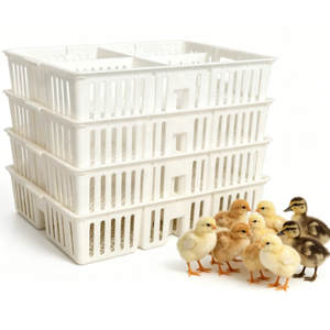 Cesta para pollitos de un día, caja de transporte de PP para 60 pollitos, con 4 compartimentos, de nuevos materiales, para <span class=keywords><strong>venta</strong></span>. - Product Image 3