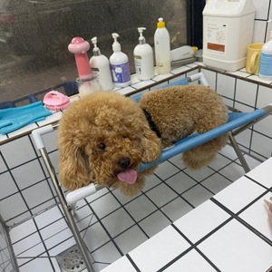 Table de toilettage pliable pour animaux de compagnie, bleue, portable, respirante, pour chats et chiens - Product Image 3