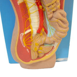Mô hình cứu trợ hệ thống thần kinh tự trị của con người cho giảng dạy khoa học y tế tập trung vào hệ thống thần kinh giao cảm - Product Image 5