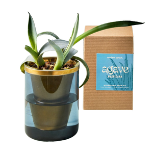 Kit de démarrage de jardin d'intérieur Ikuper Lego, ensemble de culture d'agave avec design de bonsaï d'orchidée pour la décoration de la maison et la plantation au sol - Product Image 1