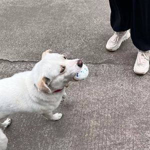 ETPU köpek topu Bite dayanıklı elastik top çiğnemek oyuncak köpekler için Pet eğitim interaktif yavru oyuncaklar toptan köpek oyuncaklar - Product Image 6