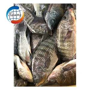 중국어 모든 크기 100-2000g 냉동 틸라피아 물고기 iqf 10kgs 팩 80% nw 20% 유약 전체 검은 냉동 틸라피아 물고기