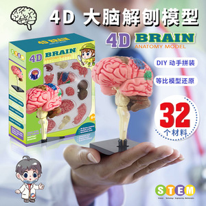4D Brain <b>Model</b> Educational Anatomy <b>Kit</b> For Medical Science Learning And Teaching Use With Detailed Structure Display - Product Image 4
