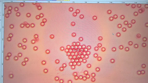 Microsphères rouges en PS de 0,1 μm |   Sensibilité ultra-élevée et prix abordable - Product Image 4