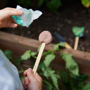 Sucette plantable-culinaire-kit de culture culinaire 3 pièces jouets de jardin pour enfants - Product Image 5