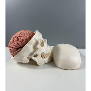 Modelo de Cráneo Blanco con Cerebro de 8 Partes para Educación Dental - Herramienta de Entrenamiento Anatómico - Product Image 5