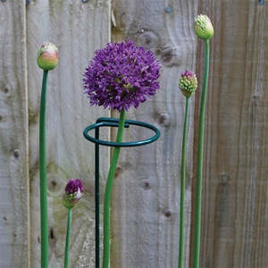 <strong>Plant</strong> Stakes for Flowers, <strong>Metal</strong> Single Stem <strong>Plant</strong> <strong>Support</strong>, Garden <strong>Plant</strong> Stakes for Amaryllis Orchid Lily Rose Tomatoes - Product Image 5