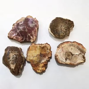 Vente en gros de dalle fossile en bois poli en bois pétrifié naturel tranche de spécimen de pierre brute décoration artisanat pièce de bois pétrifié - Product Image 5