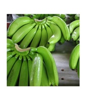 Bananes Cavendish fraîches, fruits tropicaux et subtropicaux, couleur verte, 12,5 kg, qualité A, stockage frigorifique, durée de conservation de 6 mois, marque WATSON