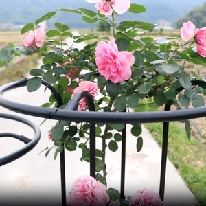 160cm Garden <strong>Flower</strong> <strong>Support</strong> Frame with Plastic-coated Iron Pipe Plant Climbing Frame Rose Stand Umbrella-shaped Climbing Trellis - Product Image 2