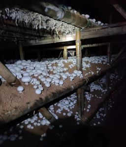 เห็ดกระดุมสีขาวสำหรับฟาร์มเห็ด - Product Image 4