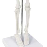 Modèle d'enseignement médical XX-A106 45 cm PVC Mini modèle anatomique d'os pour la formation scolaire à l'hôpital