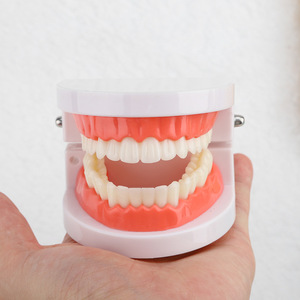 แบบจำลองฟัน ขนาด 1:1 เท่าของจริง วัสดุ PVC สำหรับการเรียนการสอนทางทันตกรรม - Product Image 4
