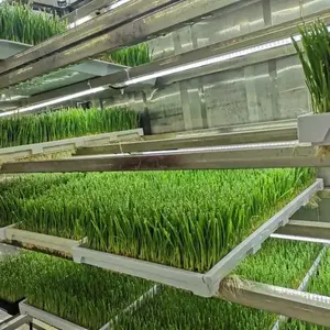 Fechado hidropônico recipiente máquina para cevada forragem germinação Green Animal Feed Manufacturing Equipment - Product Image 2