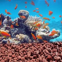 Diffuseur en pierre de lave naturelle polie volcanique avec toucher réel pour la décoration d'aquarium Feng Shui et prix d'usine pour les plantes