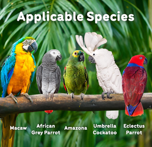 Giocattoli di masticazione di legno colorati per pappagalli di noia per pappagalli monaci naturali ecologici - Product Image 5