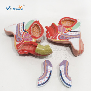 Modelo desmontable de genitales masculinos internos y externos de 4 partes con etiquetas y material didáctico de anatomía. - Product Image 2