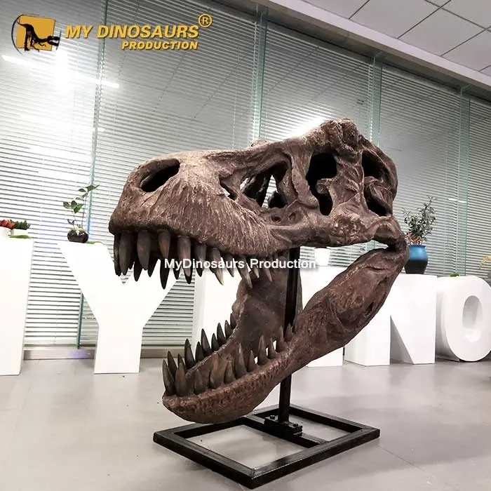 V ไดโนเสาร์ที่สมจริงโครงกระดูก T-Rex กะโหลกศีรษะสำหรับการแสดงผล
