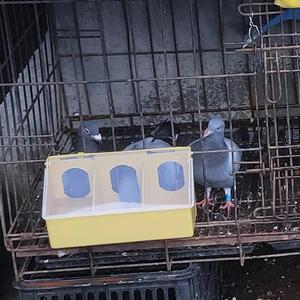 YZB LMB24 Pigeon Buveur Cage À Oiseaux Graine Tasse Volaille Suspendu En Plastique Fente Mangeoire pour Cage - Product Image 1