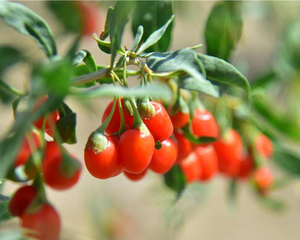 Bayas <span class=keywords><strong>de</strong></span> Goji Rojas <span class=keywords><strong>de</strong></span> Ningxia Orgánicas Premium, Nueva Cosecha 2026, Wolfberry Secas Naturales, Snack Saludable <span class=keywords><strong>de</strong></span> Superalimento - Product Image 4