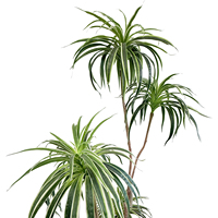 Plante artificielle Dracaena Sanderiana, Bambou porte-bonheur, 170 cm, Écologique, Durable, Dracaena tropicale du Brésil, Arbre artificiel d'intérieur