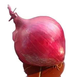 Red Onion New Crop from China Farm Bulk Buy Price