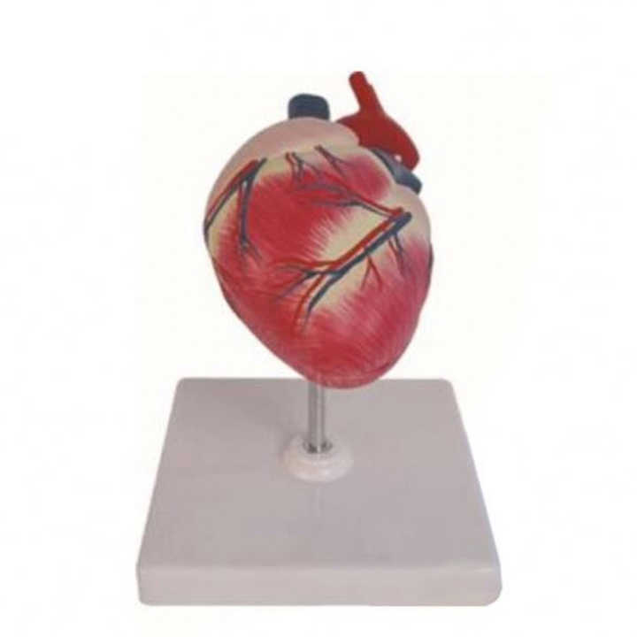 Modello Cuore Cane Anatomico 1:1 - PVC Dettagliato Per Veterinari, Studio O Display Educativo - Foto 6