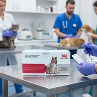 Test rapide de détecteur de relaxine (RLN) pour la gestation canine et féline