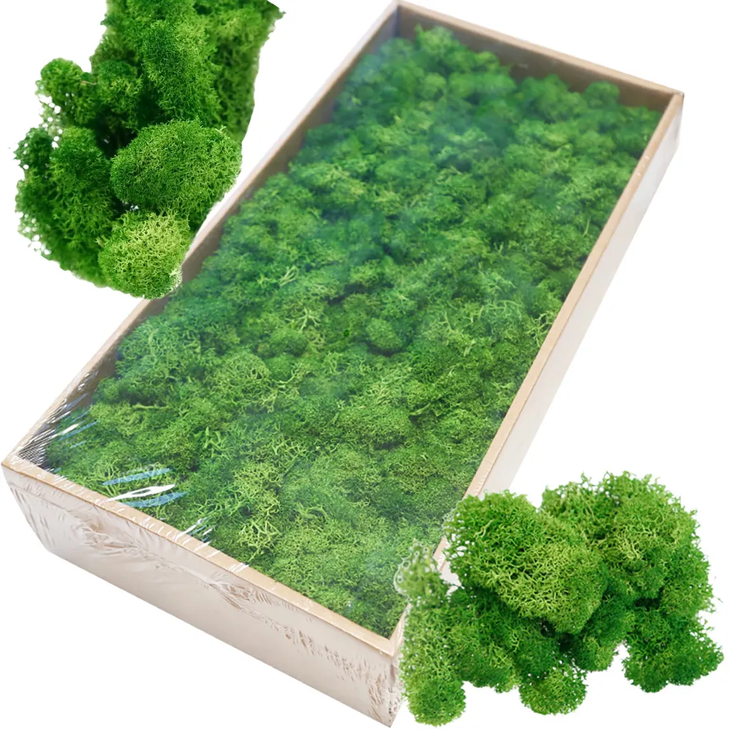 Musgo preservado multicolorido, belo musgo de 500g por caixa para decoração de parede de plantas para decoração de home office