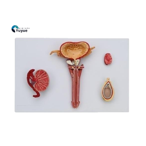Modelo Educacional de Anatomia Genital Masculina para Educação Médica e Ciências Reprodutivas - Product Image 1