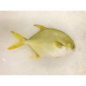 Pesce Rotondo Congelato, Pompano Dorato, Pomfret, Frutti di Mare Cinesi, Pompano Dorato 400-500, Pomfret Dorato - Product Image 1