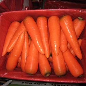 <span class=keywords><strong>2025</strong></span> cà rốt tươi hữu cơ mới cà rốt Đỏ Trung Quốc cà rốt tươi thu hoạch nước ép cao cấp xuất khẩu Vàng - Product Image 1