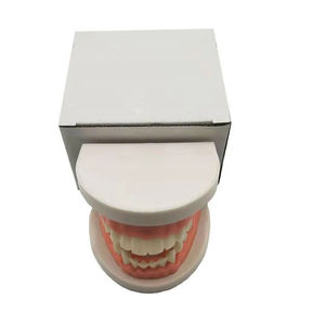 Modelo de diente dental para enseñanza de ciencia médica, modelo de dientes para niños, práctica de cepillado dental y oral - Product Image 2