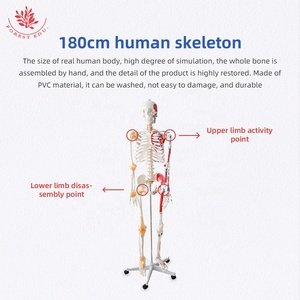 Mô hình bộ xương người 180cm FRT002, kích thước thật, nửa cơ và nửa dây chằng, vẽ tỉ mỉ, mô hình xương khoa học y tế chính xác - Product Image 3
