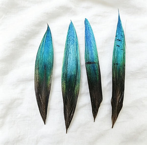 Plumes de paon irisées rigides de 3-7 cm – Pointes de plumes teintées bleu-vert coupées pour costumes, artisanat et chapellerie - Product Image 4