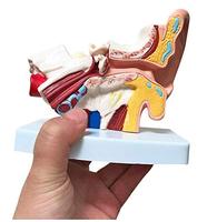 Modelo de Simulación de Oído Humano, Modelo de Oído de Escritorio, Tipo Anatomía Humana