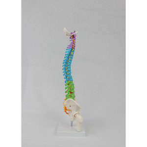 Mini columna vertebral humana de color Flexible anatómico de la columna vertebral modelo de esqueleto modelo de anatomía modelos de columna vertebral - Product Image 5