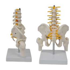 Model kerangka manusia Medium dengan 5 vertebra Lumbar dan tulang panggul dan tulang pinggang untuk sains medis - Product Image 3