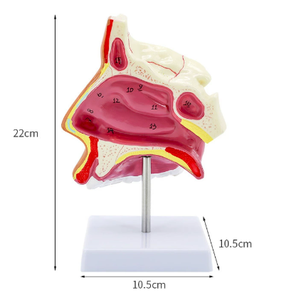 नाक गुहा की नाक संरचना का मॉडल ओटोरिनोलोरिनजोजोलॉजी पैथोलॉजी मॉडल मुंह की नाक संरचना का मॉडल - Product Image 6