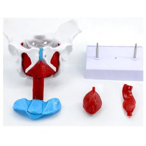 Modelo de <span class=keywords><strong>Pelvis</strong></span> Femenina con Músculos del Suelo Pélvico, Tamaño Real, Desmontable, para Entrenamiento en Obstetricia y <span class=keywords><strong>Fisioterapia</strong></span> - Product Image 3