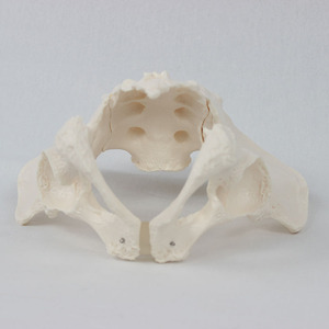 Modello Anatomico <span class=keywords><strong>del</strong></span> Pelvi Maschile a Grandezza Naturale per l'Insegnamento dello Scheletro Umano - Product Image 3