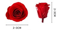 BLH meilleure qualité 21 pièces 2-3cm Roses conservées fleurs et plantes décoratives cadeaux de la fête des mères et de la Saint-Valentin