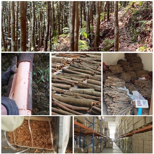 青春工厂提供批发供应高品质决明子（条状）散装香料，来自中国广西，起售量50公斤起 - Product Image 5